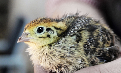 Der Polizist zeigte ein Herz für Tiere. Symbolfoto: pixabay