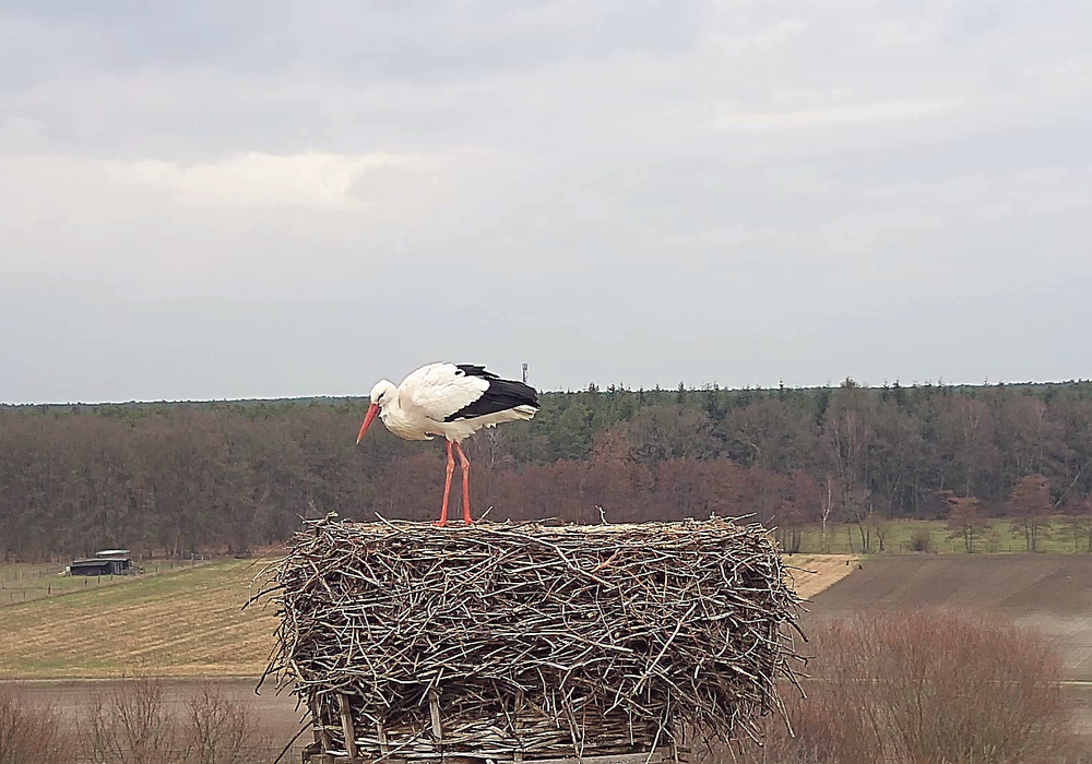Ob es sich bei diesem Storch um Fridolin handelt, kann noch nicht gesagt werden. Vieles spreche jedoch dafür. Foto: NABU/Bärbel Rogoschik
