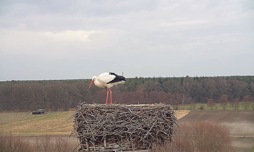 Ob es sich bei diesem Storch um Fridolin handelt, kann noch nicht gesagt werden. Vieles spreche jedoch dafür. Foto: NABU/Bärbel Rogoschik