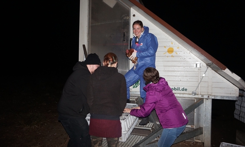 Am Wochenende wurden knapp 200 Hennen gerettet. Fotos: Verein Stark für Tiere