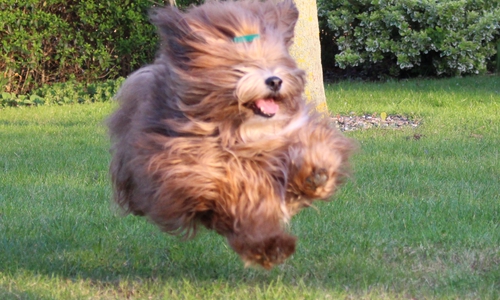 Der Abriss des Vereinsheims könnte auch das Aus für den Hundesport an dieser Stelle bedeuten. Symbolfoto: Archiv/Eva Sorembik