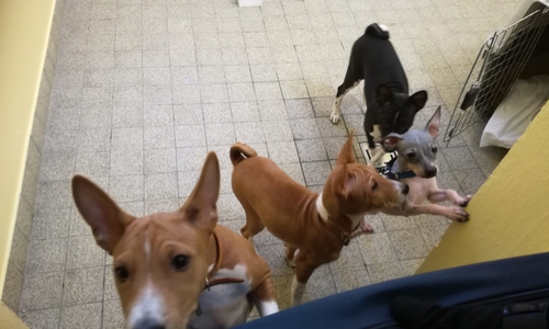 Die Hunde aus dem Unfall sind offenbar wohlauf. Fotos: Polizei 