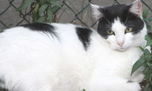 Wer möchte Luise kennenlernen? Foto: Tierschutzverein Gifhorn und Umgebung