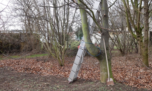 Die Bäume in Linden müssen beschnitten werden. Symbolfoto: Alexander Panknin