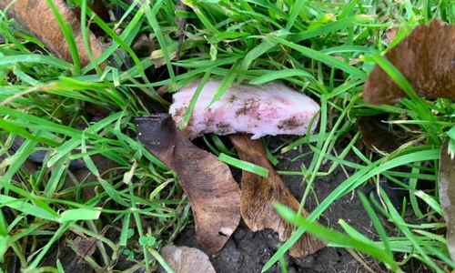 Unscheinbar, aber potenziell tödlich. Diese Wurstscheiben wurden an verschiedenen Stellen im Lönspark gefunden. Foto: Marlena M. 
