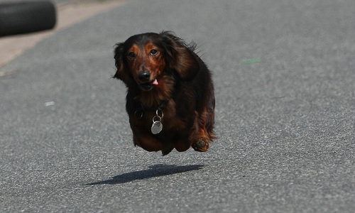 Hunderennen in Remlingen. Foto: 