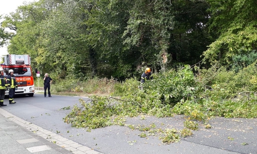 Der Baum wurde wohl Opfer des derzeit herrschenden starken Windes. Foto: Tobias Stein