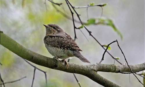 Wendehals. Foto: Privat