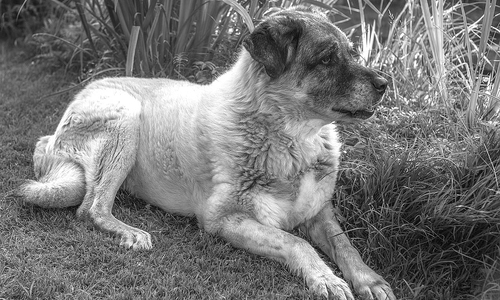 Der Hund soll eine konkrete Gefährdungssituation ausgelöst haben. Symbolfoto: pixabay