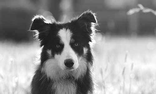 Symbolfoto: Pixabay