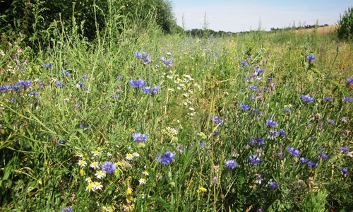 Kornblumen am Hellebach. Foto: Rainer Schlicht