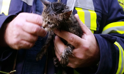 Die Feuerwehr Goslar befreite am Donnerstag fünf Katzenkinder aus einem Fallrohr auf dem Gelände des Energie- und Forschungszentrums. Foto: Junge/Feuerwehr Goslar. 