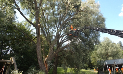 Eine Silberweideweide drohte auf Kindertagesstätte in  Stöckheim zu fallen. Foto: Feuerwehr Braunschweig