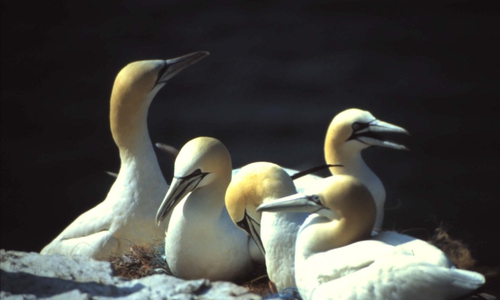 NABU-Vortrag: Helgoland - Tank- und Raststätte für Vögel.  Hier Basstölpel Foto: Horst Ehlers