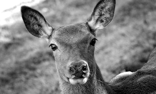 Das Tier verstarb spätestens bei der zweiten Kollision. Symbolfoto: Pixabay