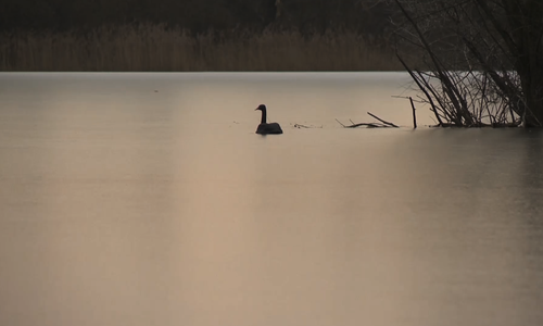 Menschenrettung geht vor Tierrettung. Fotos/Video: aktuell24 (BM/DC)