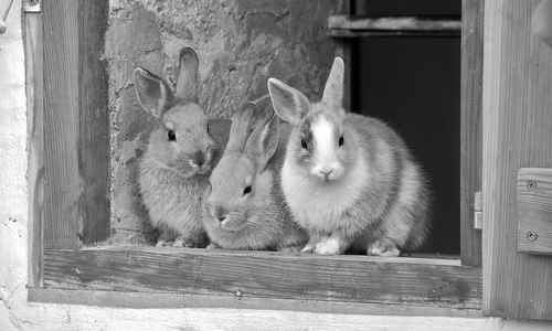 Die Tiere wurden über einen längeren Zeitraum nicht versorgt. Symbolbild: Pixabay