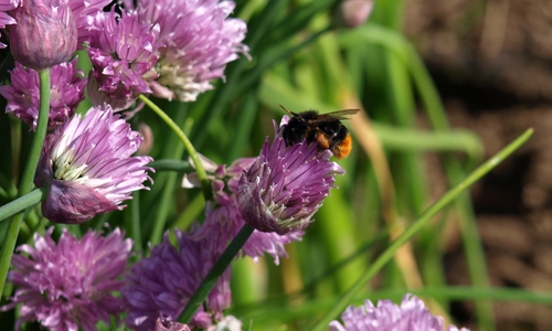 In einem natürlichen Garten geht es den Insekten gut. Foto: NABU/Marlies Gräwe
