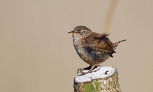 Der kleine Zaunkönig ist ein beliebter Gartenvogel und freut sich über ‚wilde Ecken‘ im Garten. Foto: NABU/Hartmut Mletzko