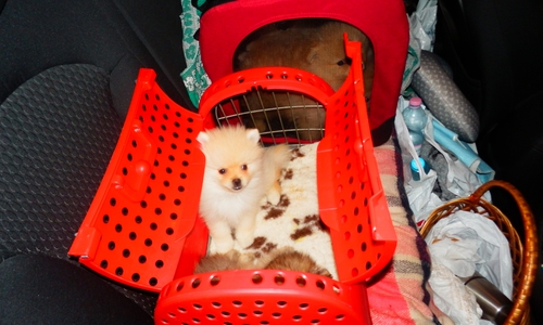 Der Verdacht liegt nahe, dass die Hunde hier verkauft werden sollen. Foto: ZOLL