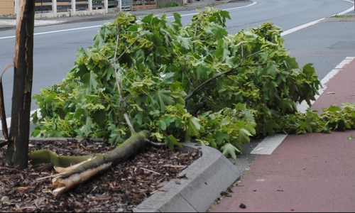 Vier Baumkronen waren bereits abgebrochen und teilweise auf den Radweg gestürzt. Symbolbild: Marc Angerstein