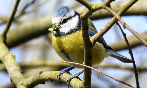 In einem Vogelvortrag wird es auch um die Blaumeise gehen. Foto: NABU/Kathy Büscher