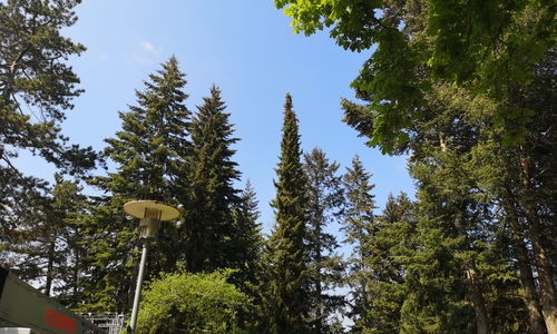 Die Feuerwehr wollte den Waschbär mit der Drehleiter retten. Fotos und Video: aktuell24/Kr