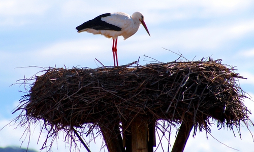 Der unberingte Storch aus Hedeper Anfang März 2019. Fotos: Bernd-Uwe Meyer