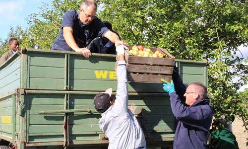 Mit Flüchtlingen für Flüchtlinge. Hier packen alle beim Apfelpflücken für den guten Zweck an. Foto: Max Förster
