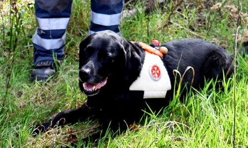 Labrador-Hündin Lissi von der Johanniter-Rettungshundestaffel aus Braunschweig besteht mit Herrin Heidi Heuer die Prüfung und ist ab sofort für 24 Monate für die Einsätze in Flächensuche zugelassen.
Quelle: Valea Schweiger/ Johanniter