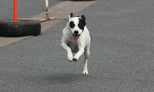 Hunde rennen für die Medaille. Foto: Privat