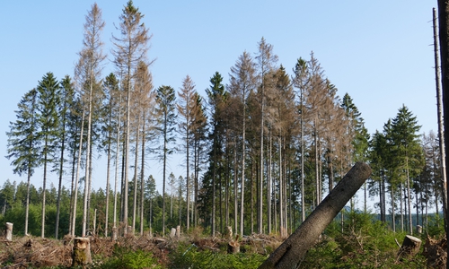 Schäden durch Sturm, Dürre und Borkenkäfer im Harz. Foto: NLF
