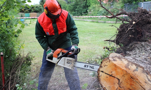 Ingo Beemers, Gruppenführer des dritten Zuges der ersten Gruppe bei der Freiwilligen Feuerwehr Wolfenbüttel zersägt den Baum. Foto/Video: Max Förster