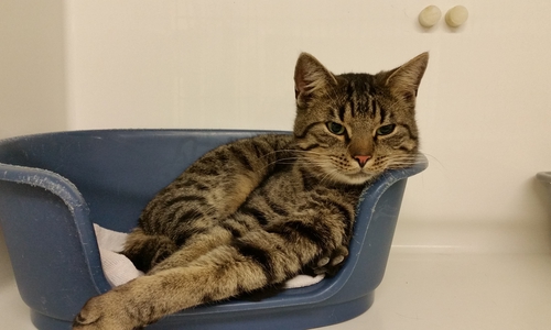 Symbolfoto: Tierschutz Goslar und Umgebung e.V.