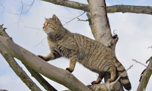 Im Kulturbahnhof Wolfenbüttel veranstaltet der BUND einen Vortrag über Wildkatzen. Foto: BUND Bundesverband