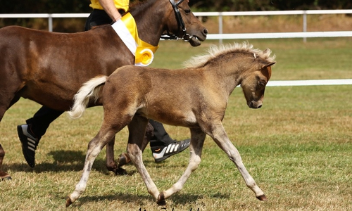 Er hat gewonnen: Der kleine Hengst "Jo MK". Foto: Mariane Schwöbel