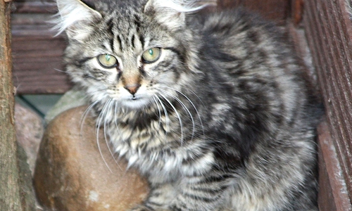 Der junge Kater Nino erfordert etwas Geduld. Foto: Tierschutzzentrum Ribbesbüttel