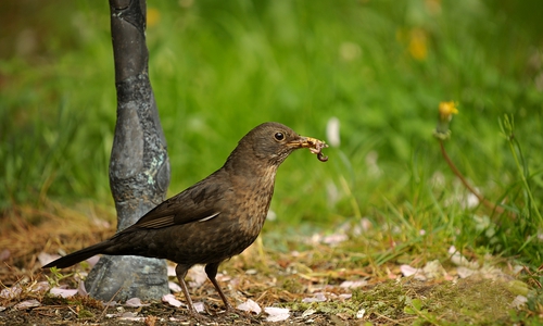 Entwarnung für den heimischen Garten - Singvögel können keine Geflügel-Pest bekommen. Foto: CC0