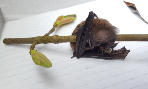 Die Fledermaus wurde mit einer Flügelverletzung zu einem Spezialisten gebracht. Foto: Feuerwehr Hahnenklee-Bockswiese