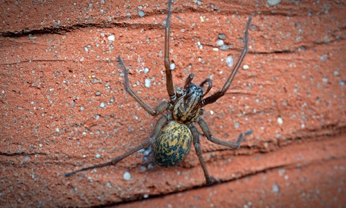 Auf der Suche nach einem warmen Plätzchen: Die Große Winkelspinne macht aktuell wieder die Region unsicher. Foto: Pixabay