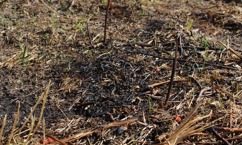 Der schnelle Einsatz der Anwohner hielt die Brandfläche klein. Foto: Kai Baltzer
