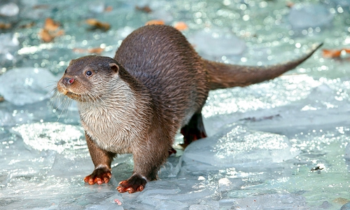 Ein Fischerotter auf dem Eis. Foto: Otter-Zentrum Hankensbüttel