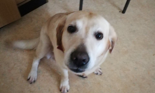 Die Golden Retriever-Hündin wartet auf ihre Besitzer. Foto: Polizei