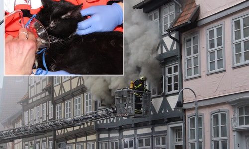Claudia Noering versorgte während des Brandes die gerettete Nachbarskatze. Fotos: Anke Donner