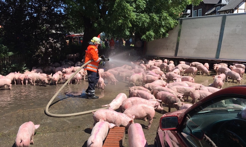  An Bord des Fahrzeugs rund 600 Schweine, die sich umgehend auf die Erkundung der Umgebung machten. Foto: aktuell24 (BM)

