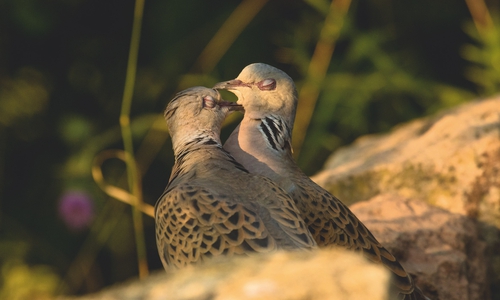 Der Vogel des Jahres 2020 - die Turteltaube. Foto: NABU/Ralf Thierfelder
