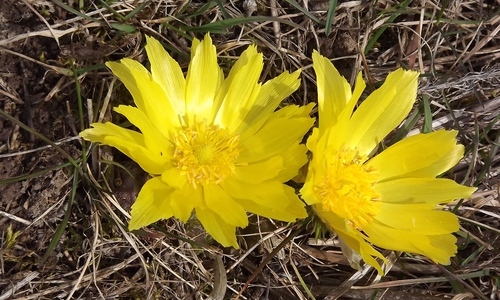 Ab April werden wieder Wanderungen am Kleinen Fallstein angeboten. Foto: Ute Kabbe 