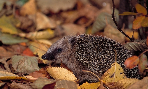 Der Verein bittet um Anmeldung bis zum 15.Oktober. Foto: Privat