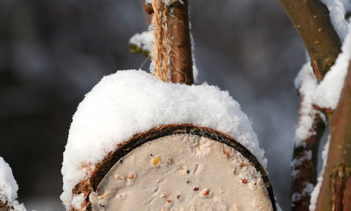 Fettfutter für Vögel zur Winterszeit. Foto: NABU/Helge May