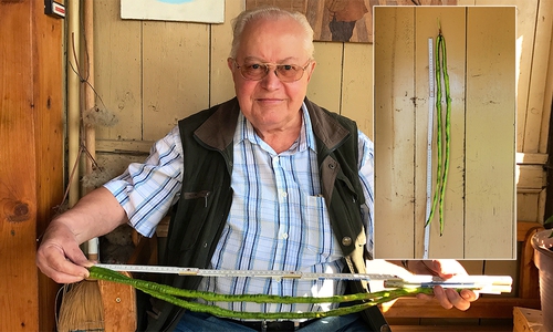 76 Zentimeter: Hobby-Gärtner Martin Krause hat genau nachgemessen. Fotos: Peter G. Matzuga